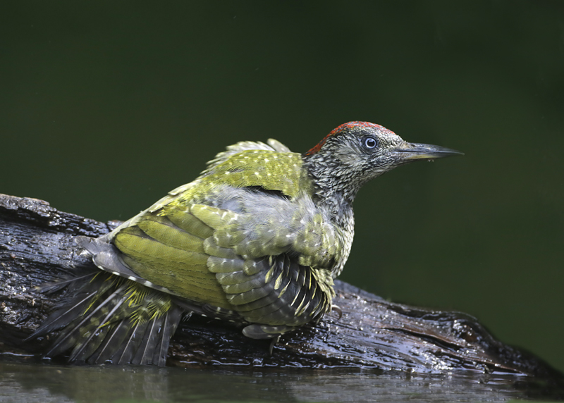 99- badderende groene specht.jpg